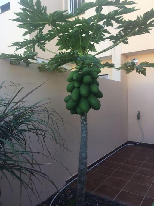 Independiente Estudio En Acogedora Casita De Mai Costa Adeje  Bagian luar foto